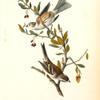 Canada Bunting (Tree Sparrow), 1. Male 2. Female (Canadian Barberry)