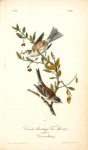 Canada Bunting (Tree Sparrow), 1. Male 2. Female (Canadian Barberry)