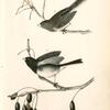 Common Snow-Bird, 1. Male 2. Female