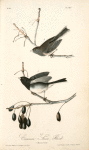 Common Snow-Bird, 1. Male 2. Female