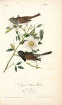 Oregon Snow-Bird, 1. Male 2. Female (Rosa Laevigata)