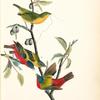 Painted Bunting, 1., 2., and 3. Males in different states of plumage 4. Female (Chicasaw [i.e. Chickasaw] Wild Plum)