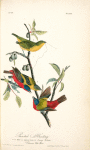 Painted Bunting, 1., 2., and 3. Males in different states of plumage 4. Female (Chicasaw [i.e. Chickasaw] Wild Plum)