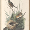 Sharp-tailed Finch, 1. Male 2. Female  Nest