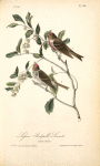 Lesser Redpoll Linnet, 1. Male 2. Female