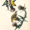 American Goldfinch, 1. Male. 2. Female (Common Thistle.)