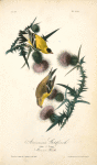 American Goldfinch, 1. Male. 2. Female (Common Thistle.)