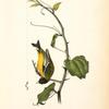 Arkansaw Goldfinch, Male