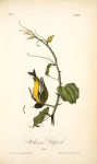 Arkansaw Goldfinch, Male