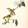 Yarrell's Goldfinch, 1. Male 2. Female