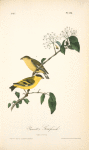 Yarrell's Goldfinch, 1. Male 2. Female