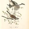Song Finch, 1. Male 2. Female.(Huckle-berry or Blue tangled [tangles]. Vaccinium frondosum.)