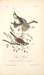 Song Finch, 1. Male 2. Female.(Huckle-berry or Blue tangled [tangles]. Vaccinium frondosum.)