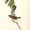 Morton's Finch, Male