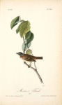 Morton's Finch, Male