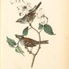 White-throated Finch, 1.Male 2. Female (Common Dogwood.)