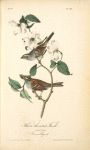 White-throated Finch, 1.Male 2. Female (Common Dogwood.)
