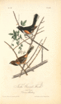 Towhe Ground Finch, 1. Male 2. Female (Common Blackberry.)