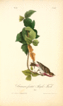 Crimson-fronted Purple Finch, Male