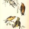 Common Crossbill, 1. Males 2. Females
