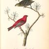 Common Pine-finch, 1. Male 2. Female