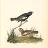 Prairie Lark-finch, 1. Male 2. Female