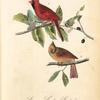 Common Cardinal Grosbeak, 1. Male 2. Female (Wild Almond Prunus caroliniana)