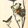 Blue Song Grosbeak, 1. Male 2. Female 3. Young