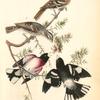 Rose-breasted Song Grosbeak, 1. Males 2. Female 3. Young Male (Ground Hemlok. Taxus canadensis.)