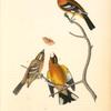 Black-headed Song-Grosbeak, 1. Males 2. Female 3. Young Male (Ground Hemlok. Taxus canadensis.)
