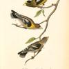 Evening Grosbeak, 1. Male 2. Female 3. Young Male (Ground Hemlok. Taxus canadensis.)