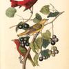 Summer Red-bird, 1. Male 2. Female 3. Young Male (Wild Muscadine. Vitis rotundifolia, Mich.)