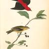 Scarlet Tanager, 1. Male 2. Female