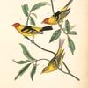 Louisiana Tanager, 1. Males 2. Female