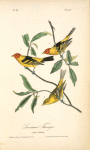 Louisiana Tanager, 1. Males 2. Female