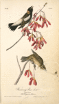Wandering Rice-bird, 1. Male 2. Female (Red Maple. Acer Rubrum.)