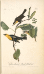 Saffron-headed Marsh-Blackbird, 1. Male 2. Female 3. Young Male