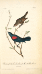 Red-and-black-shouldered Marsh-Blackbird, 1. Male 2. Female