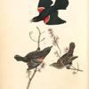 Red-winged Starling, 1. Male Adult 2. Young Male 3. Female (Red Maple)