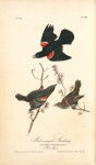 Red-winged Starling, 1. Male Adult 2. Young Male 3. Female (Red Maple)