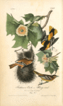 Baltimore Oriole or Hang-nest, 1. Male adult 2. Young Male 3. Female (Tulip Tree)