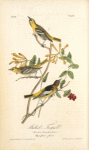 Bullock's Troopial, 1. Male adult 2. Young Male 3. Female (Caprifolium flavum.)