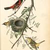 Orchard Oriole or Hang-nest, 1. Male adult 2. Young Male 3. Female  nest (Honey Locust.)