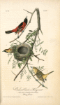 Orchard Oriole or Hang-nest, 1. Male adult 2. Young Male 3. Female  nest (Honey Locust.)