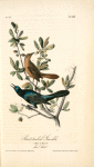 Boat-tailed Grackle, 1. Male 2. Female (Live Oak. [Quercus virens])