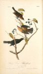 Rusty Crow-Blackbird, 1. Male 2. Female 3. Young (Black Haw)
