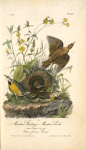 Meadow Starling or Meadow Lark, 1. Male 2. Female and nest (Yellow flowered Gerardia)