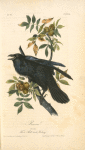Raven, Old Male (Thick-Shell bark Hickory)