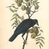 Common American Crow, Male (Black Walnut.)