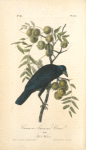 Common American Crow, Male (Black Walnut.)